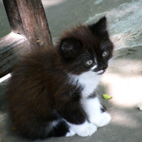 коте