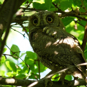 Otus scops