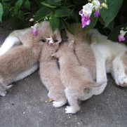 малки сладки котенца