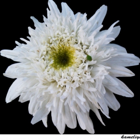 Summer Flower