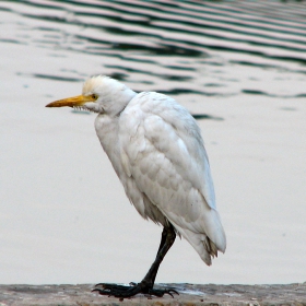 Ibis