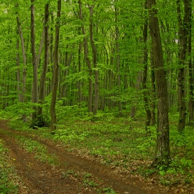 елфическа гора