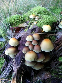 есенни гъби
