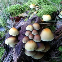 есенни гъби