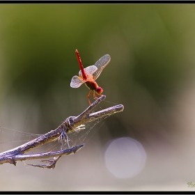 Crocothemis erythraea