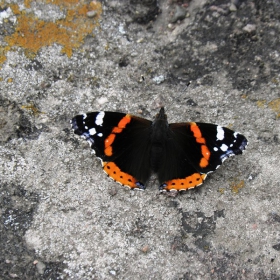 Пеперуда -Адмирал-Pyrameis atalanta,среща се често в цялата страна.