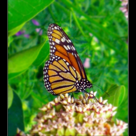 http://en.wikipedia.org/wiki/Monarch_Butterflies