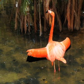 Flamingo