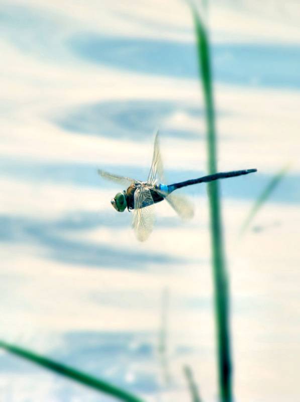 the art of flying