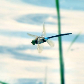 the art of flying