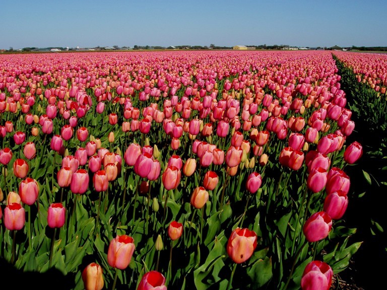 from Holland