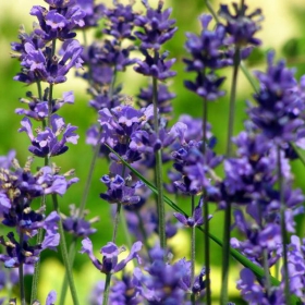 Ladies in lavender