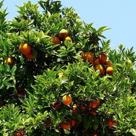 Orange tree