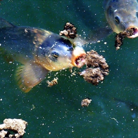 Lunch in the water