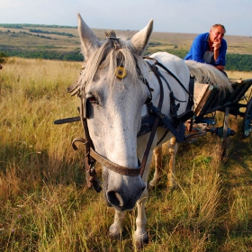 По синора