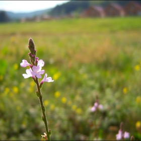 little tender flower