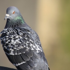 Скален гълъб / Columba livia