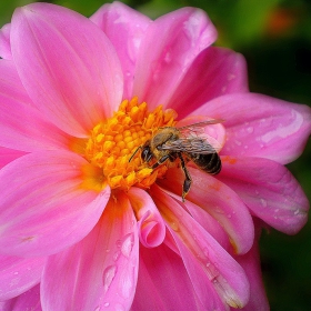 Flower 3