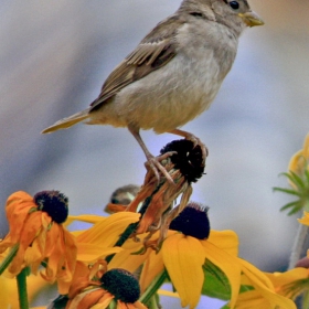  Домашното врабче / Passer domesticus