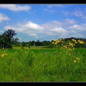 wild flowers (lake Wobegon)