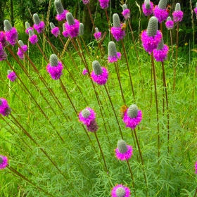 wild flowers (lake Wobegon)