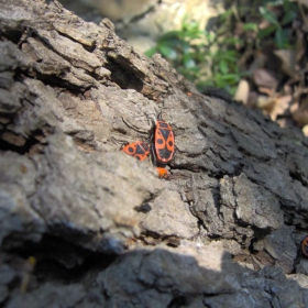 божа кравичка  (Pyrrhocoris apterus)