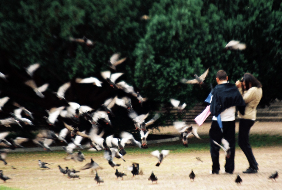 the spooky birds