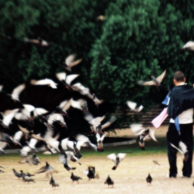 the spooky birds