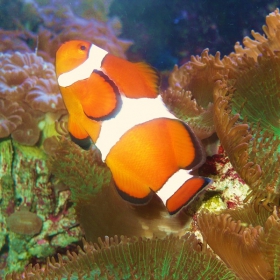 Nemo