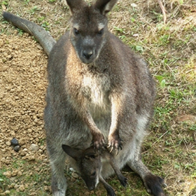 KANGAROO