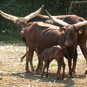 BOS TAURUS