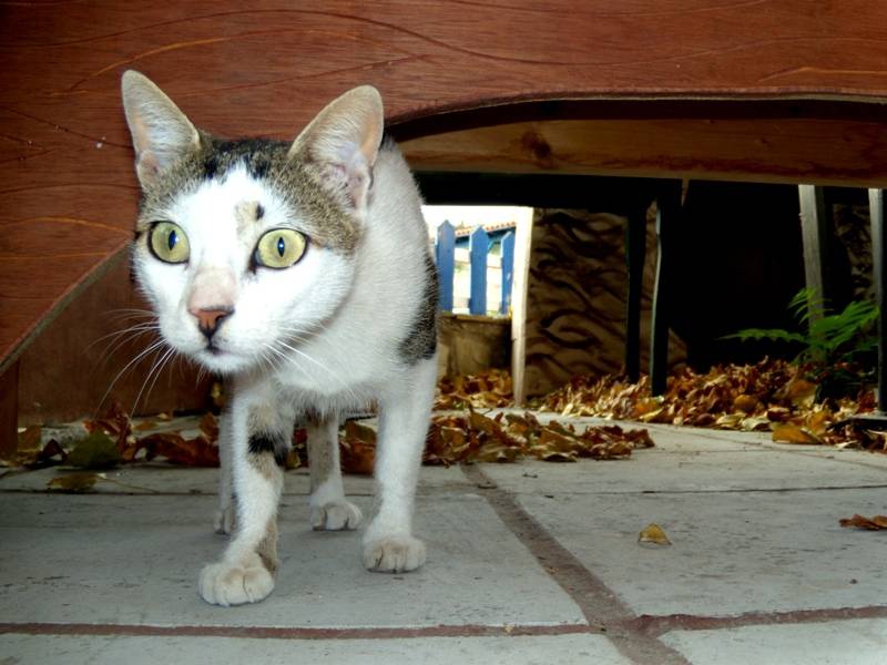 коте