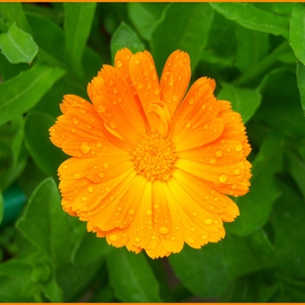 beautiful orange flower