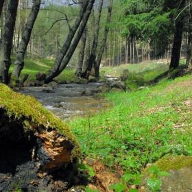 Gorska proxlada.