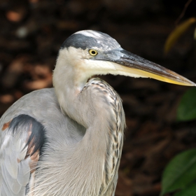 Great Blue Heron (Ardea herodias)