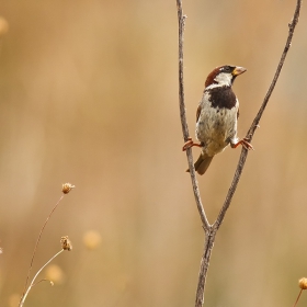 Italian Sparrow