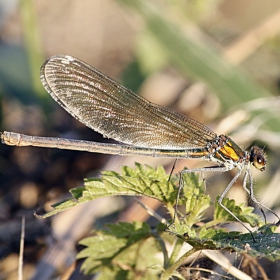 Водно конче / Calopteryx splendens