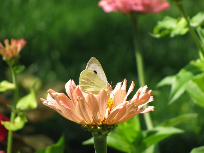 butterfly
