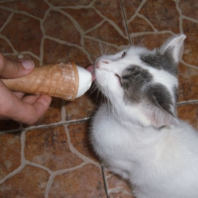 Котенцето ми яде сладолед