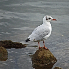 Larus canus