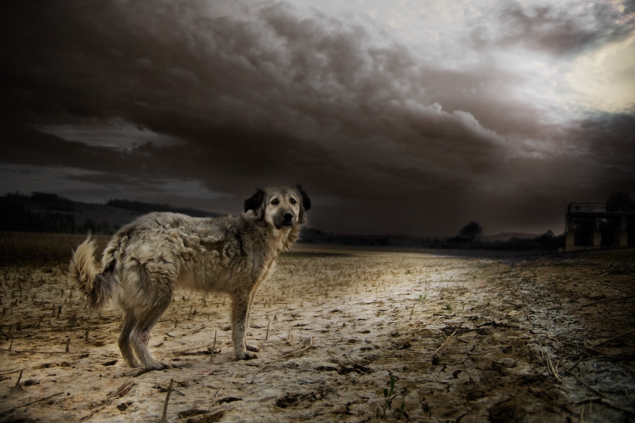 bleak