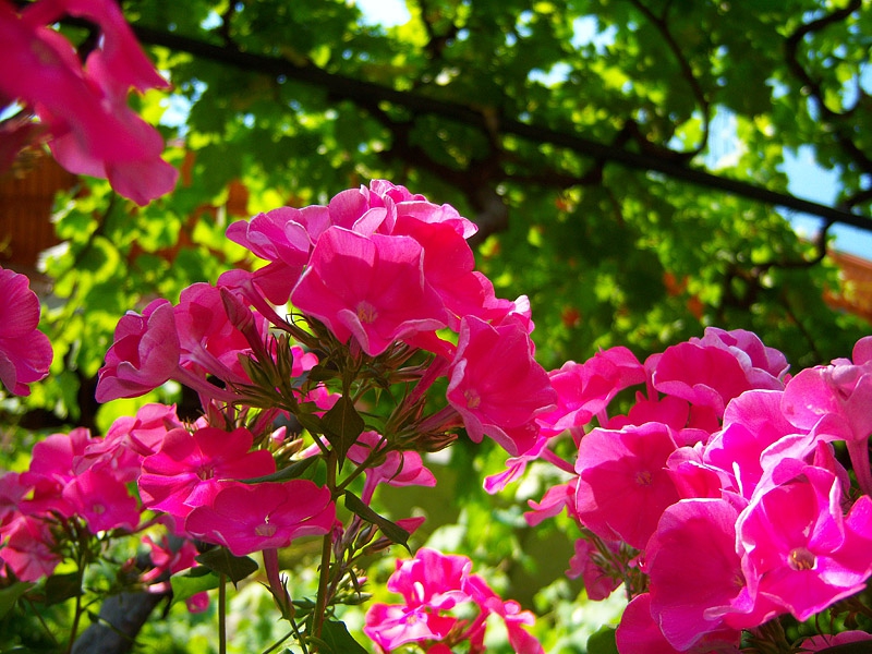 Flowers