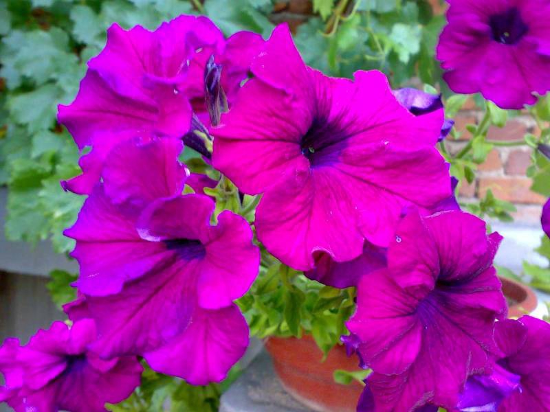 purple flowers