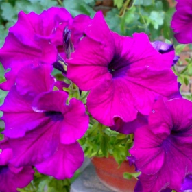 purple flowers