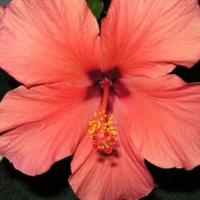 hibiskus