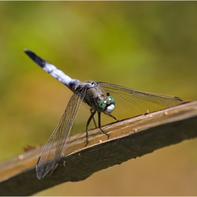  Разред Odonata(Водни кончета), подразред Anisoptera(Разнокрили),вид Orthetrum brunneum.