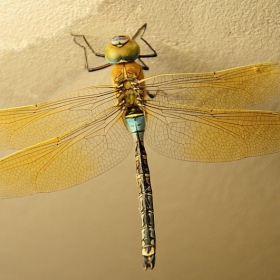 Caliaeschna microstigma