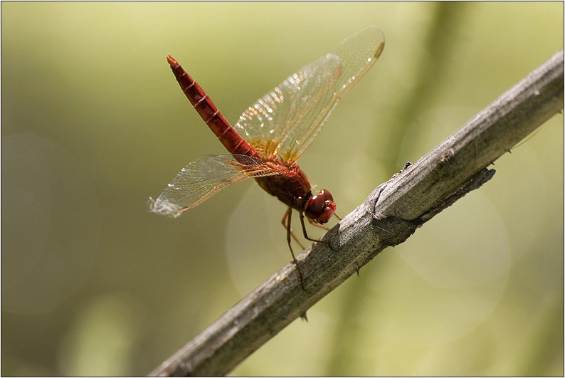 Crocothemis erythraea