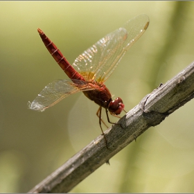 Crocothemis erythraea