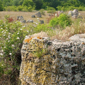 pobiti kamani